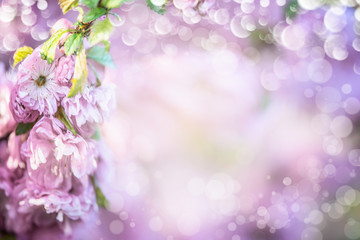 Fototapeta na wymiar Pastel purple blossom background
