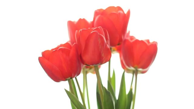 Red beautiful tulips. Close-up of a bouquet of tulips on a light background. Beautiful bouquet of Red tulips. Macro shot. Spring time, Happy Mothers Day, women's day