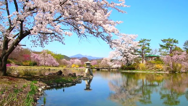 緑水苑の桜（福島県・郡山市）