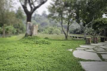 Nice fresh green bush leaves