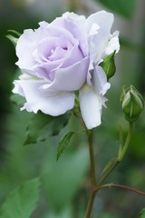 バラ　ミスティーパープルのアップ