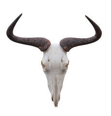 The cow skull on a white background