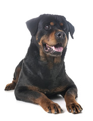 Obraz premium rottweiler in studio