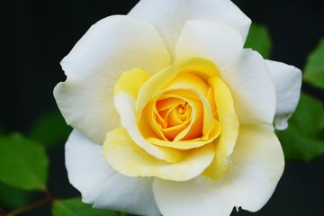 バラ　和音のアップ