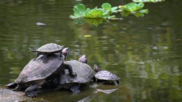 Slow Motion of Group of Red-eared slider turtle in the river. Trachemys scripta elegans have to sunbathe regularly to regulate his temperature, the lake at the Daan Forest Park in Taipei, Taiwan-Dan