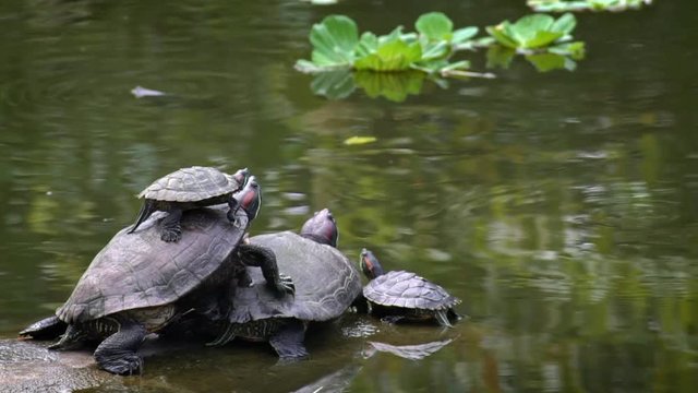 Group of Red-eared slider turtle in the river. Trachemys scripta elegans have to sunbathe regularly to regulate his temperature, the lake at the Daan Forest Park in Taipei, capital of Taiwan-Dan