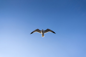 Fototapeta na wymiar Seagull