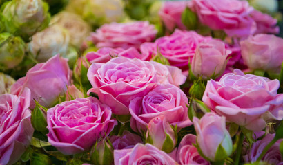 floral background of pink roses
