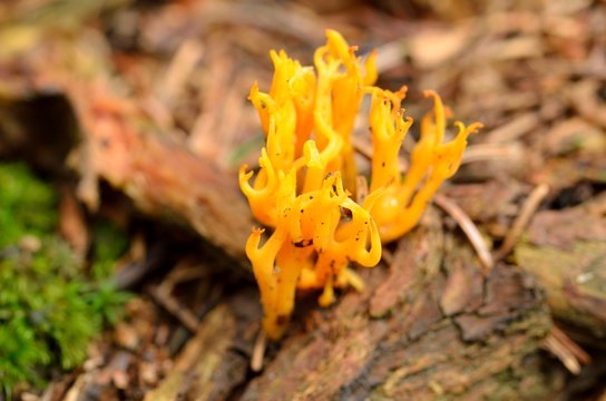 Calocera vistsosa in forrest - orange mushrooms - close-up