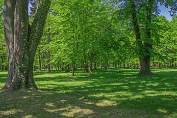 Fototapeta na wymiar Wiosna w parku. 