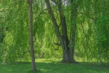 Wiosna w parku.  © boguslavus