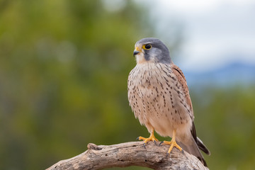 portrait of a common kestrel (Falco tinnunculus) perched on a trunk and green background