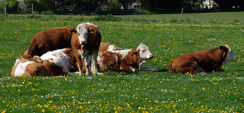 K&uuml;he auf derWeide