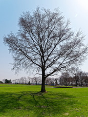 Obraz premium 初春の木