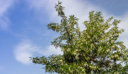 Fototapeta premium Black locust (Robinia pseudoacacia) in blossom in spring