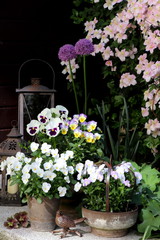 Gartendekoration mit Hornveilchen in Weiß und Lila