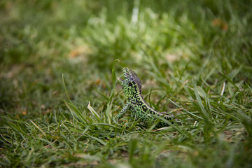 Sand Lizard in the grass. Spring, Czech Republic.