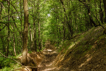 Pathway in green forest