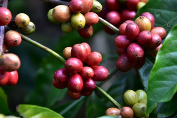 Javanese coffee fruit
