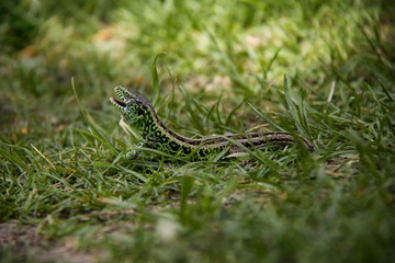 Sand Lizard in the grass. Spring, Czech Republic.