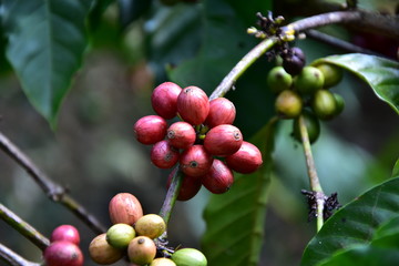 Javanese coffee fruit
