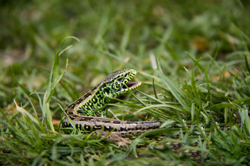 Sand Lizard in the grass. Spring, Czech Republic.