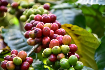 Javanese coffee fruit

