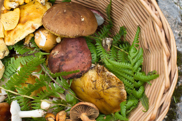 Pilze im Korb