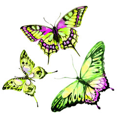 Plakat beautiful color butterflies, set, watercolor, isolated on a white