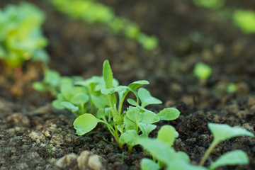 new fresh salad seedlings in fertile soil