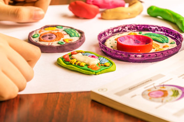 Plant and animal cells made from plasticine and plastic
