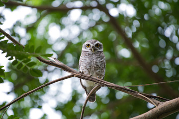spotted owl in Thailand