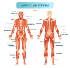 Male muscular system, full anatomical body diagram with muscle scheme, vector illustration educational poster. - obrazy, fototapety, plakaty