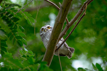 spotted owl in Thailand