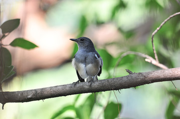 Oriental magpie robin