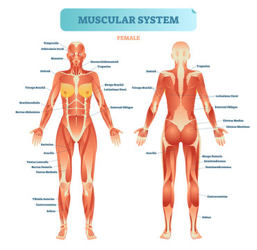 Male muscular system, full anatomical body diagram with muscle scheme, vector illustration educational poster.