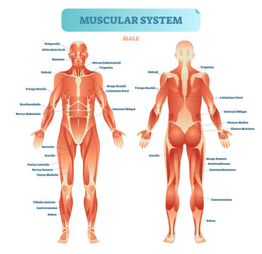 Male muscular system, full anatomical body diagram with muscle scheme, vector illustration educational poster.