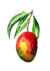 Mango on the branch. Watercolor hand drawn illustration  isolated on white background