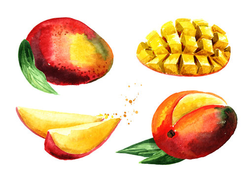 Mango set. Watercolor hand drawn illustration  isolated on white background
