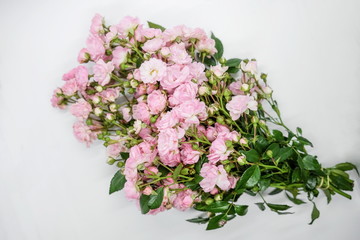 Pink miniature roses on white background 