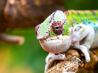 Caméléon