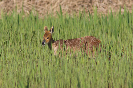 Chinese Water Deer, Hydropotes inermis, wading through the new growth a reed bed.