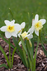 Daffodil 'Ice Follies (narcissus) flowers
