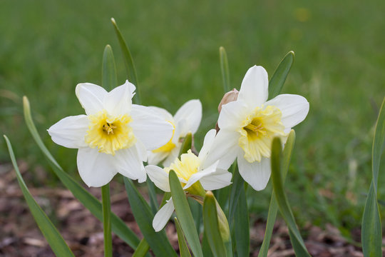 Daffodil 'Ice Follies (narcissus) flowers