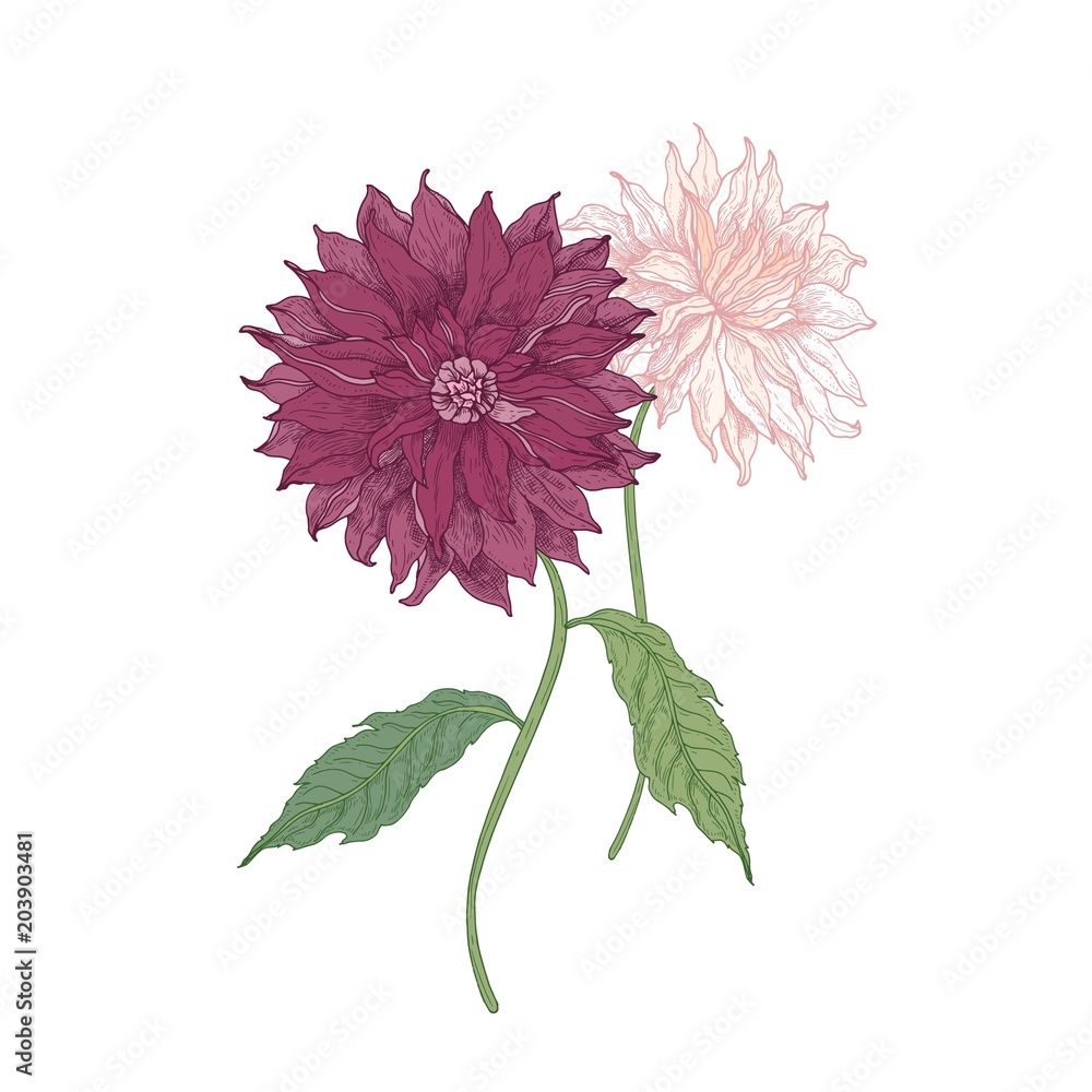 Wall mural beautiful pink blooming dahlia flowers and leaves hand drawn on white background. detailed botanical