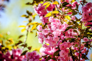 Sakura flowers on a background of foliage and blue sky.
