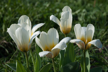 Tulipa greigii 'Concerto' in early morning