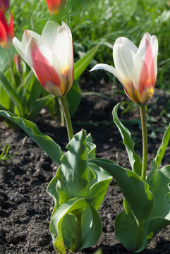 Tulipa Kaufmanniana in early morning