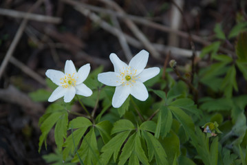 Fototapeta na wymiar Anemone nemorosa (wood anemone) flowers in oak forest