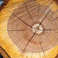 cut oak texture with yellow ring